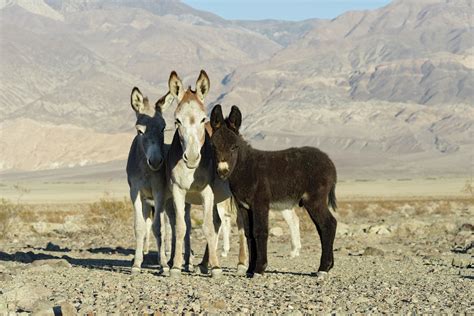 5 wild burros found shot to death in Death Valley National Park